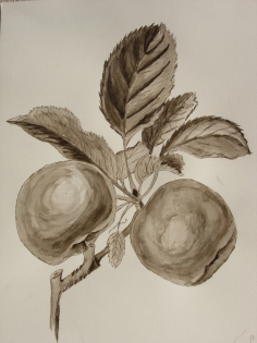 Les pommes Encre de chine aquarellée sur papier Canson
21 x 29,7 cm
2007